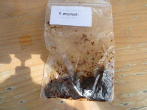 shisha-tabak-freestyle