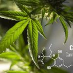 cbd-cannabidiol-cannabiniod